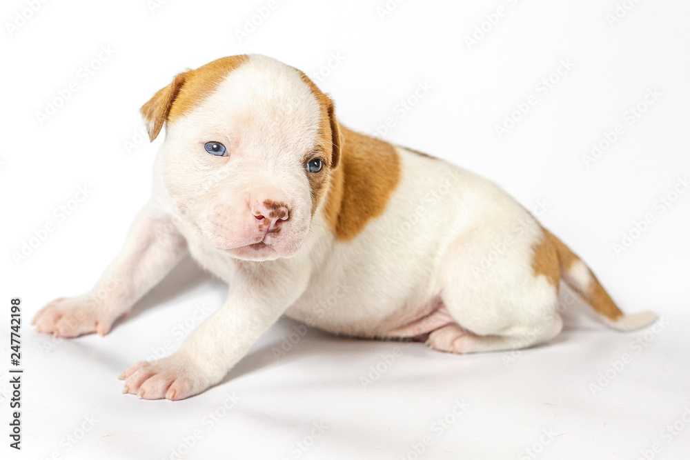 American bulldog puppy on white background