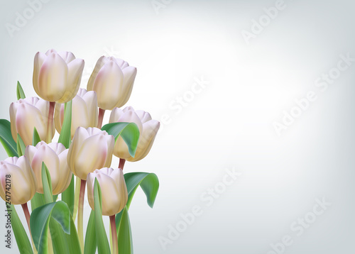 White tulip flowers on isolated Vector realistic banner templates