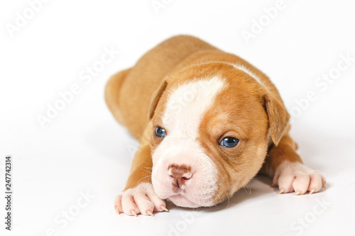 American bulldog puppy on white background