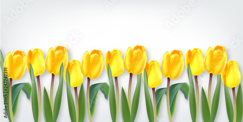 Yellow tulip flowers Vector realistic banner. Spring season template 3d illus...