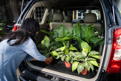 buying a new plant for the garden. attractive young woman holding a tree that she bought from the shop. plant in the car trunk