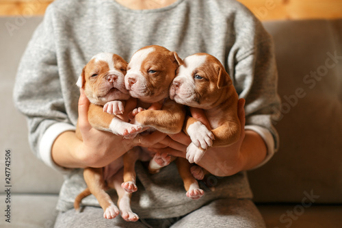 American Bulldog puppies in the arms of a girl