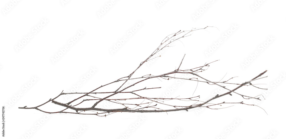Obraz Dry branch, twig isolated on white background