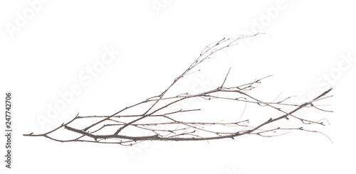 Fotografia Dry branch, twig isolated on white background