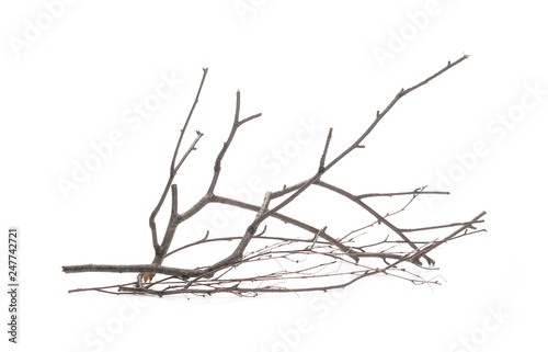 Fototapeta Dry branch, twig isolated on white background