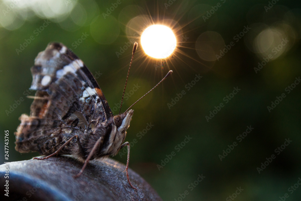 Obraz premium butterfly on a leaf