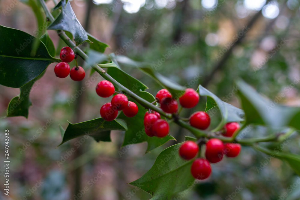 Holly plant with reds fruits Holly plant with reds fruits