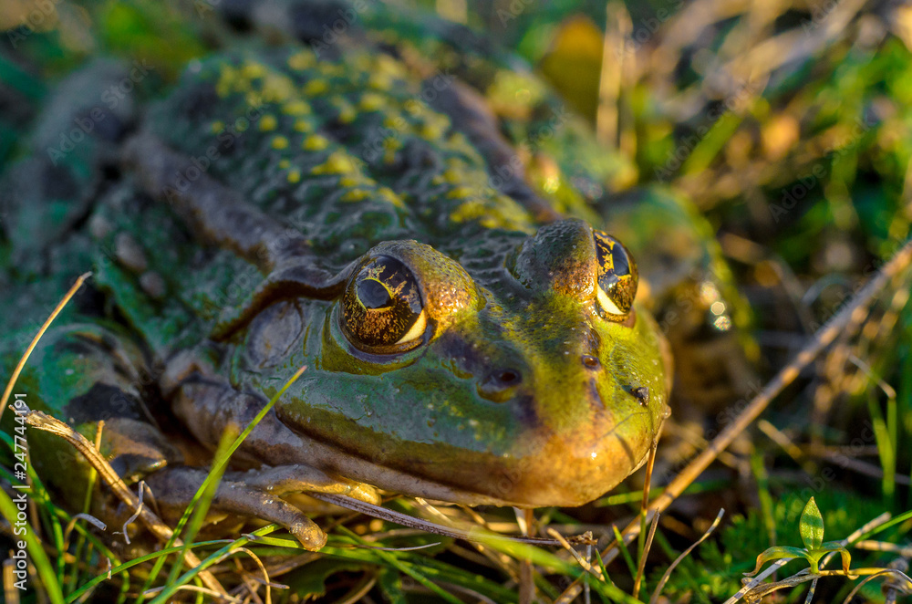 Obraz premium Frog intently watching you