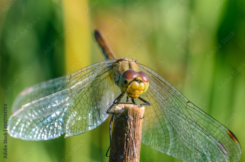 Beautiful dragonfly on the grass Beautiful dragonfly on the grass