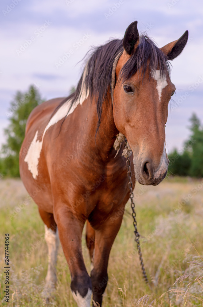 The horse grazed in the field