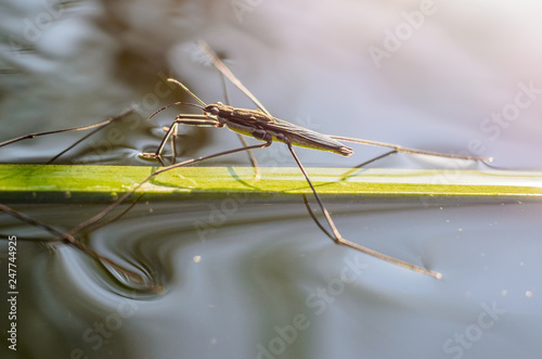 Cute insects on the water