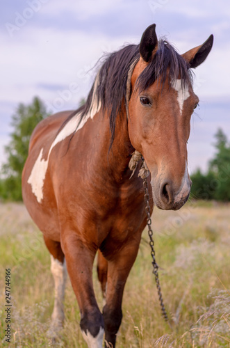 Fototapeta Naklejka Na Ścianę i Meble -  The horse grazed in the field