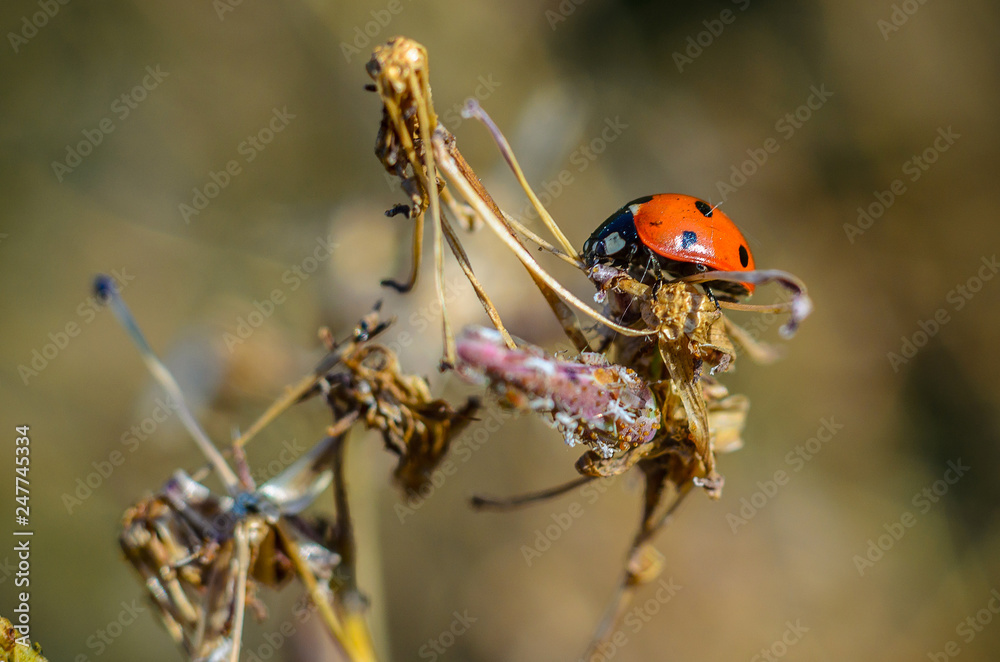 Obraz premium Beautiful Ladybug in the wild
