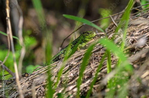 Lizard masked in the grass