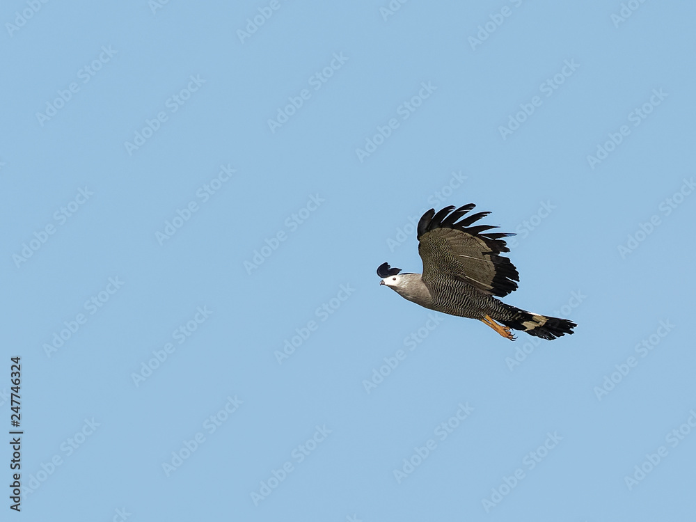 Fototapeta premium Lake Naivasha Safari