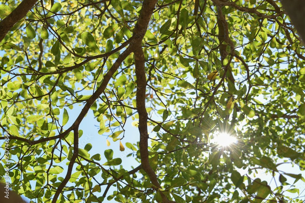 Fototapeta premium sun light through green leaf branchs of big tree
