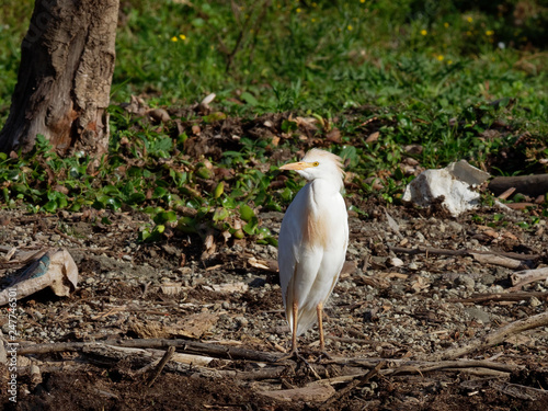 Lake Naivasha Safari photo