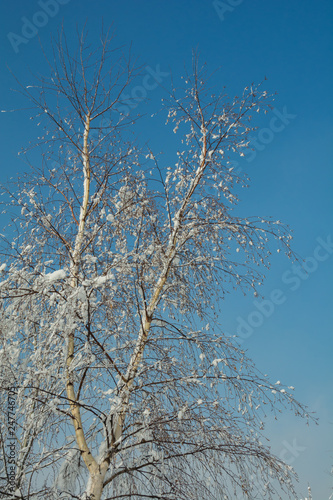 Fototapeta Naklejka Na Ścianę i Meble -  zimowa brzoza