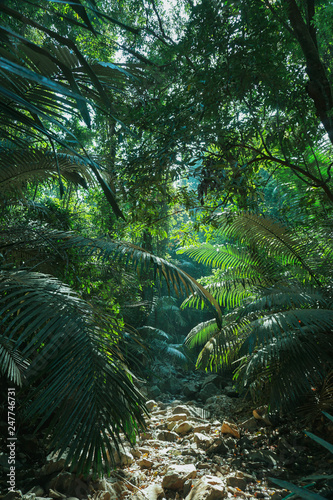 Fototapeta Naklejka Na Ścianę i Meble -  palm trees in the jungle