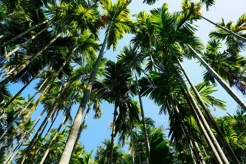 palm trees on background of blue sky