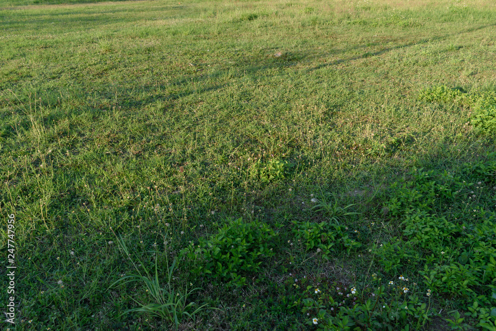 green land grass field