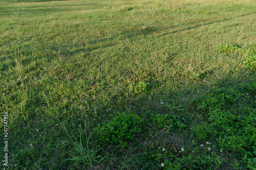 green land grass field © sutichak
