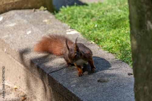 Squirrel in the park