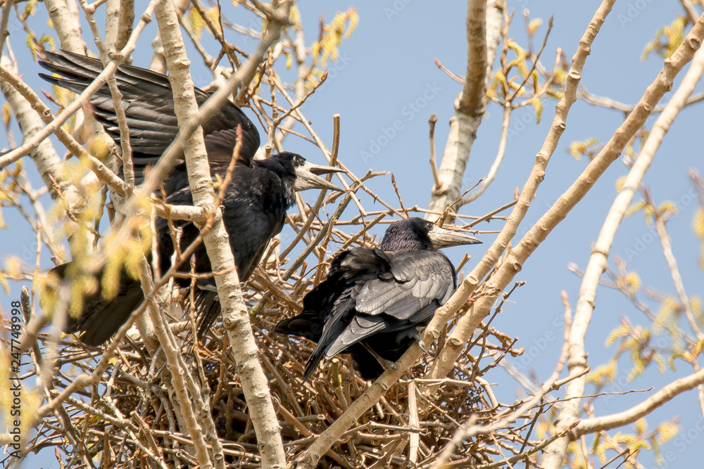 Fototapeta premium Crows couple sits in its nest on a tree