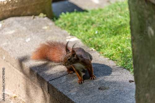 Squirrel in the park