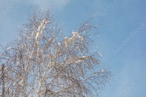 Fototapeta Naklejka Na Ścianę i Meble -  zimowa brzoza w słoneczny dzień