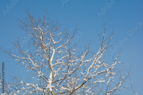 Fototapeta Naklejka Na Ścianę i Meble -  zimowe drzewo