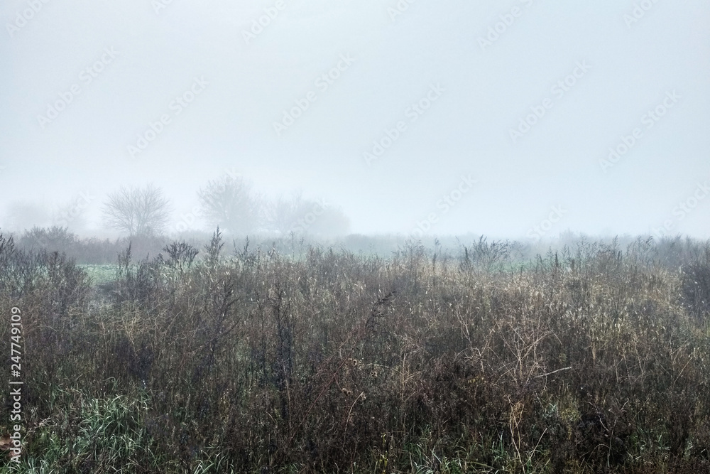 strong fog in the forest in morning time strong fog in the forest in morning time