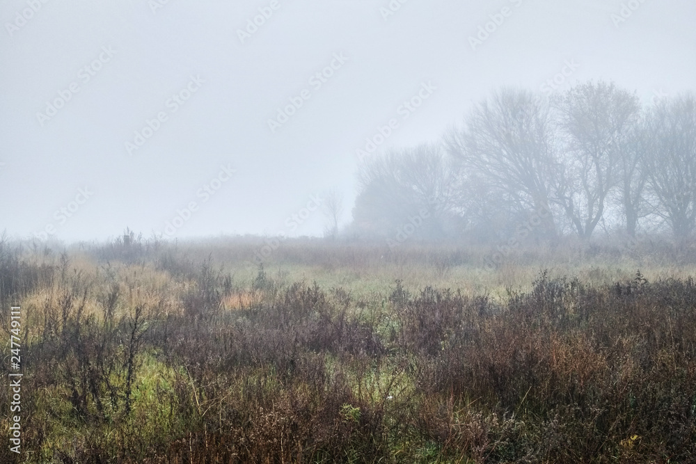 strong fog in the forest in morning time strong fog in the forest in morning time