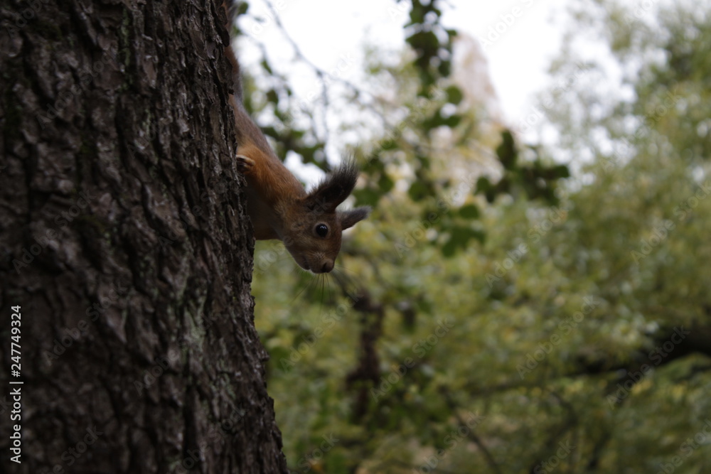 squirrel on tree squirrel on tree