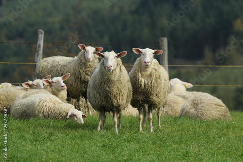 Begegnung mit Schafen auf der Weide - stehende und liegende Schafe auf grüner Wiese