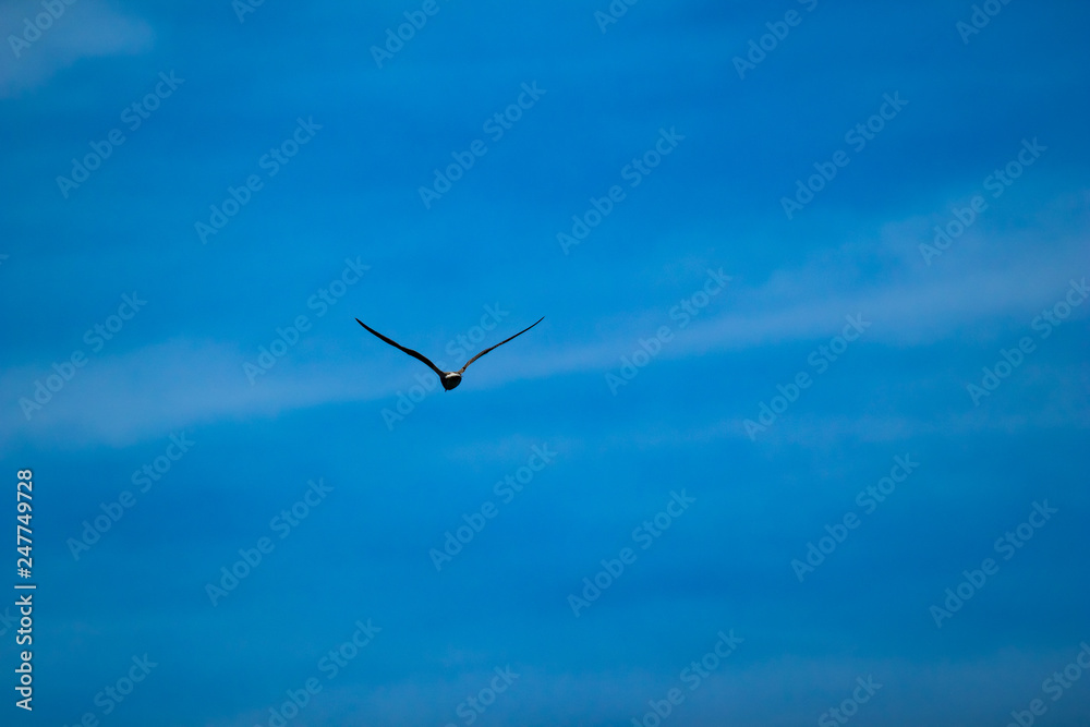 Silhouette of beautiful black cormorant bird flying away, moody cloudy blue sky minimal, photo taken near Dospat water reservoir, Southern Bulgaria Silhouette of beautiful black cormorant bird flying away, moody cloudy blue sky minimal, photo taken near Dospat water reservoir, Southern Bulgaria