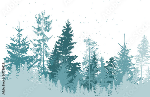 fir cyan forest under snowfall on white