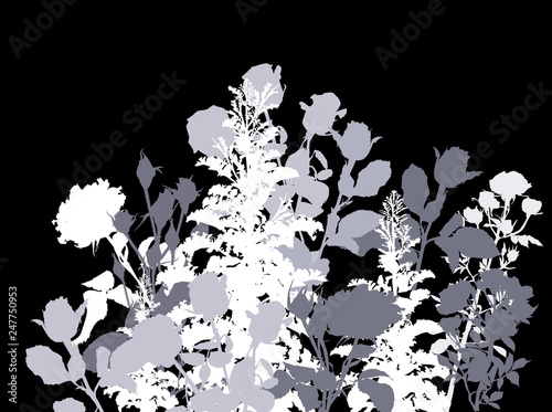 white and grey rose bush isolated on black