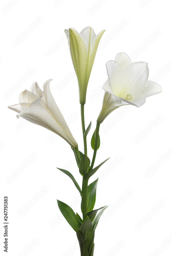A branch of white lilies isolated on a light background.