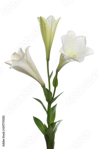 A branch of white lilies isolated on a light background.