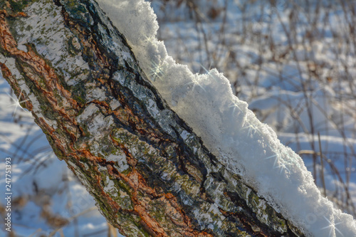 Fototapeta Naklejka Na Ścianę i Meble -  śnieg i gwiazdki na pniu drzewa w promieniach słońca
