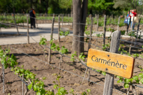 Carmenere