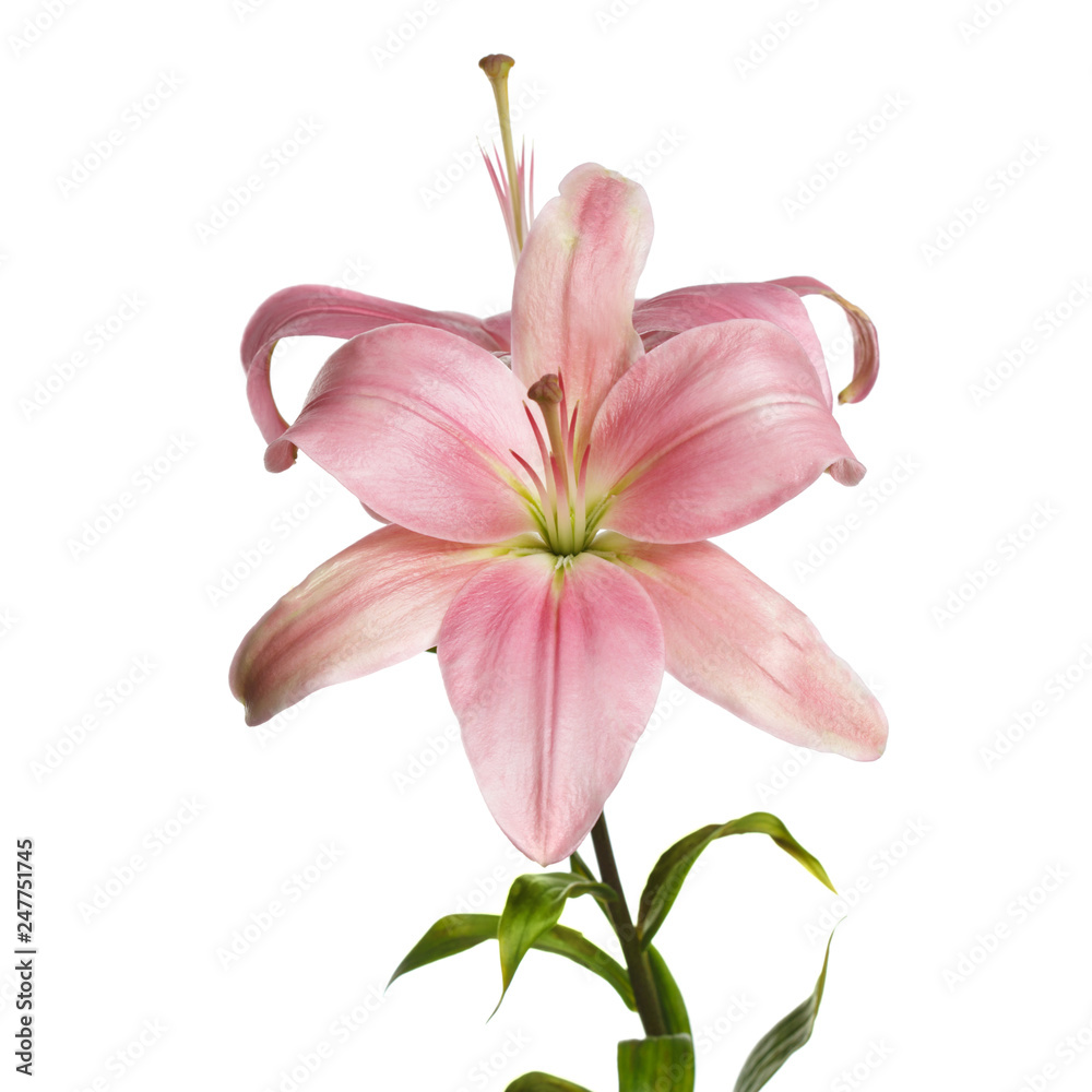 A branch of pink lily flowers isolated on a gray background.