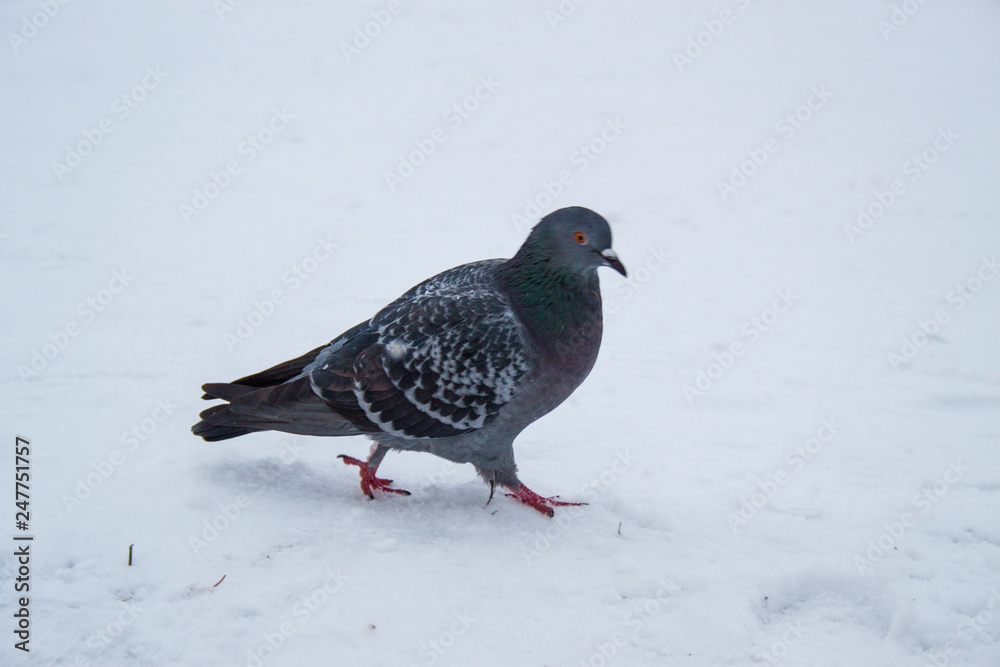 pigeon on snow pigeon on snow