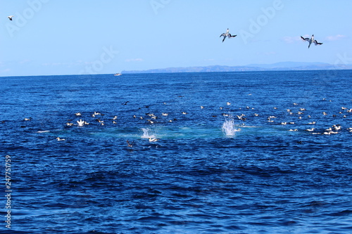 Gannets hunting - Auckland -  New Zealand