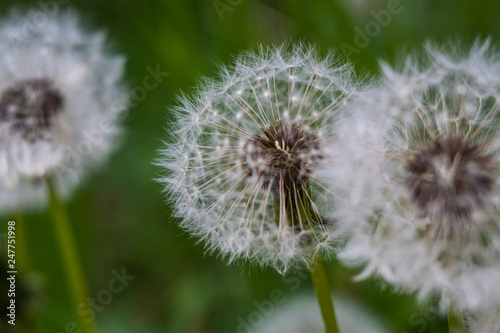 dandelion on background of green grass