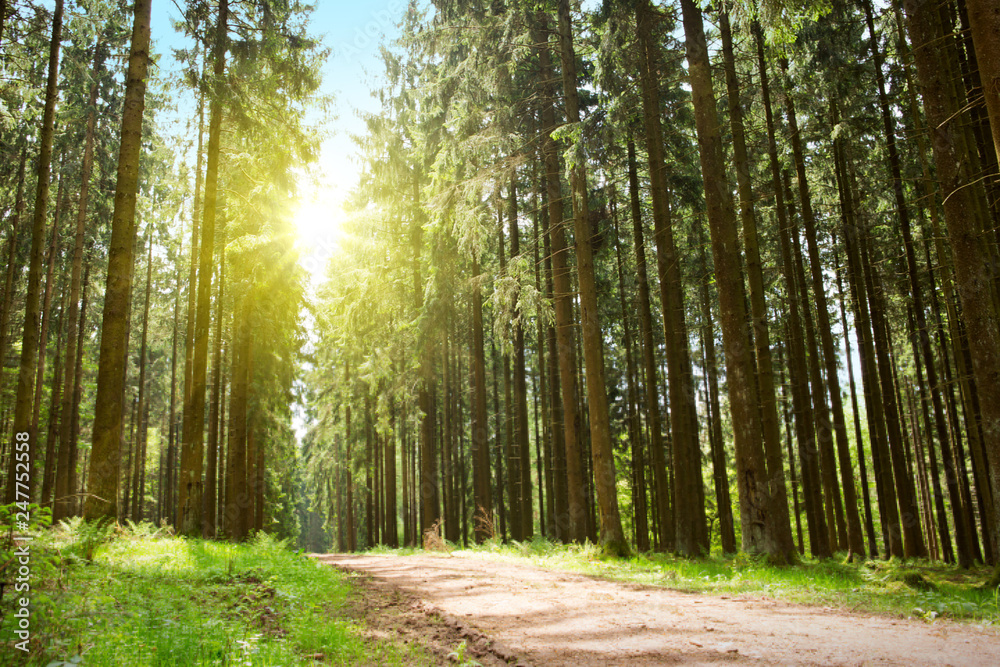 Fototapeta premium Sunlight in the germany forest. Spring nature background.