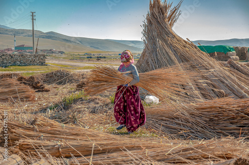 Harvest in Eber Lake, Bolvadin. Afyon - Turkey. May26, 2013 photo