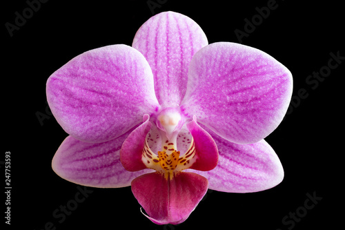 Flower to orchids on black background