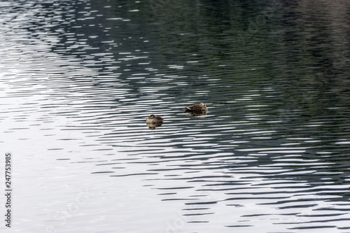 floating ducks on reservoir photo